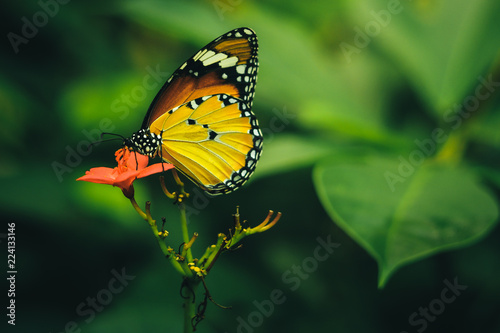 butterfly  © siramet