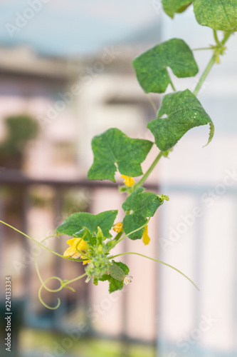 Young leaves and yellow cucumber flowers on a vine of an organic healthy Cucumis Sativus plant of a heirloom variety Parisian Pickling Gherkin grown as a part of urban gardening project in Italy