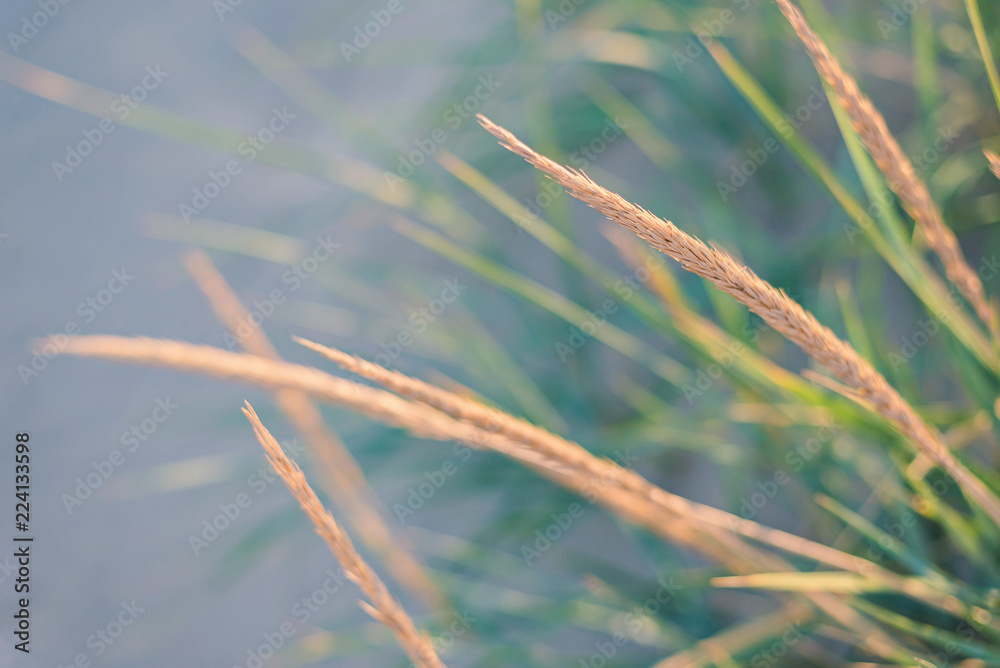 Golden spikelets in sunset light on the sandy beach. Golden spikelets in sunset light on the sandy beach.