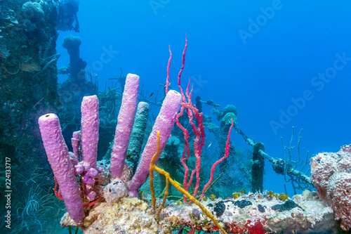 Caribbean coral reef Roatan wreck underwater