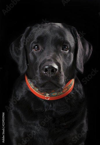 Low-Key portrait dog of Labrador Retriever on black background. Vertical.