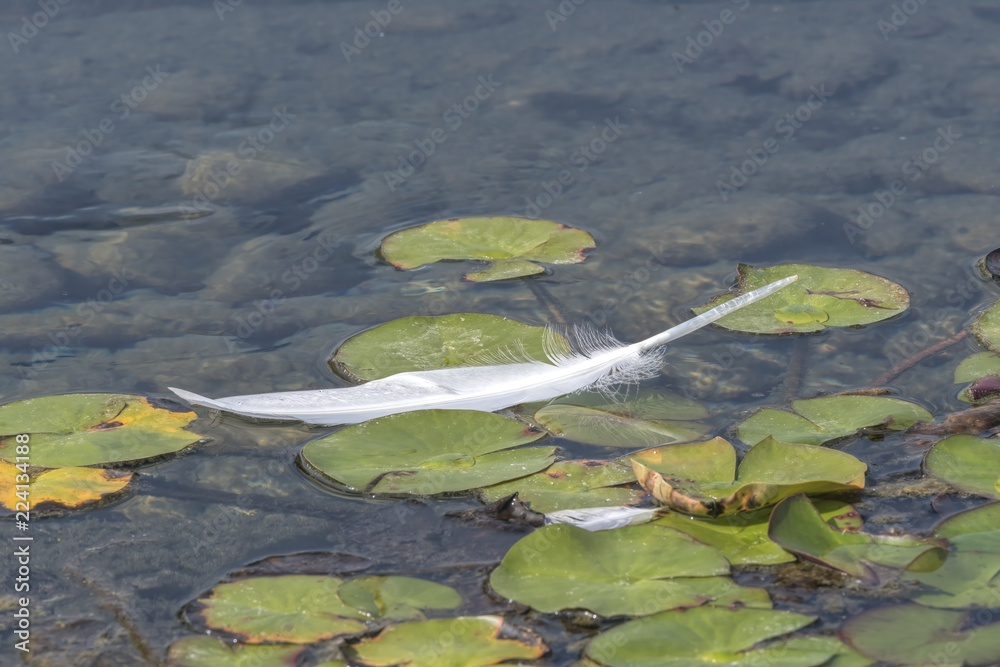 swan feather on waterlily at lake swan feather on waterlily at lake