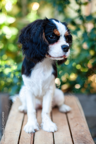 Puppy Cavalier King Charles Spaniel sits