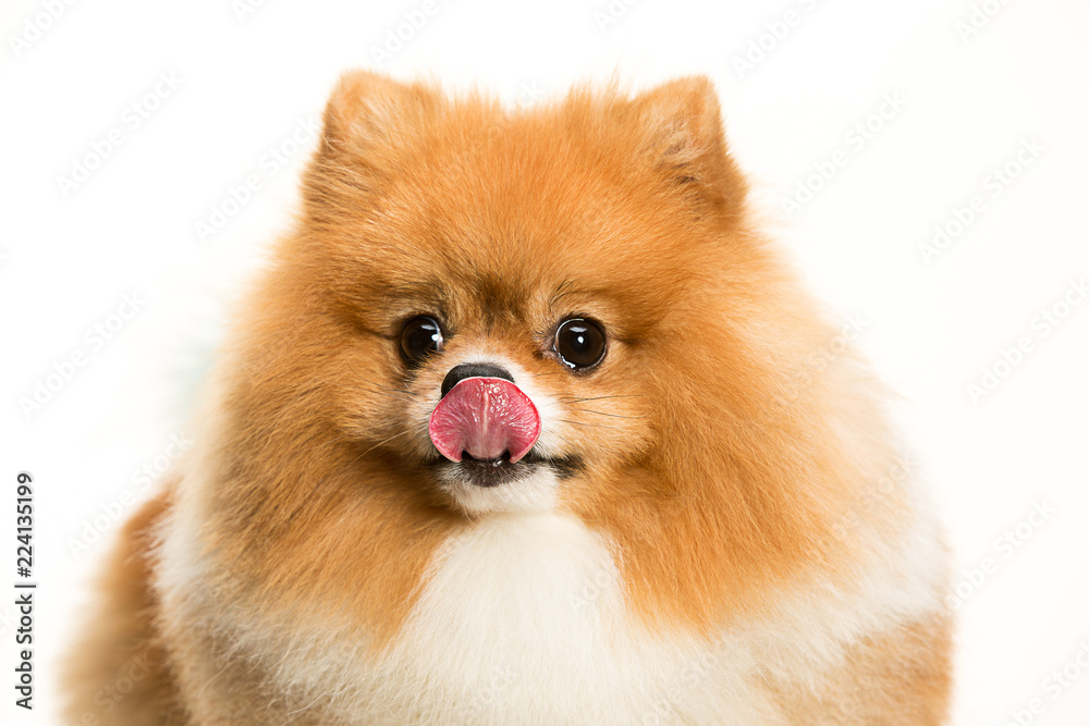 The cute Little young pomeranian cob isolated over white studio background