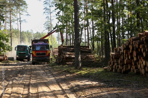 Timber harvesting and transportation in forest. Transport of forest logging industry  forestry industry. 