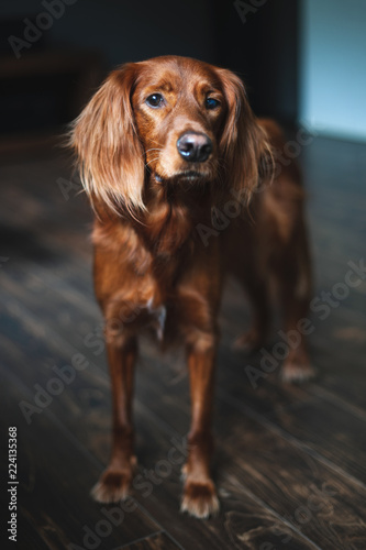 Obraz na płótnie Irish setter in a dark interior