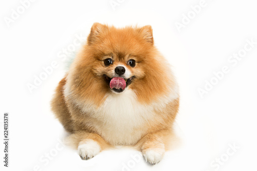 The cute Little young pomeranian cob isolated over white studio background