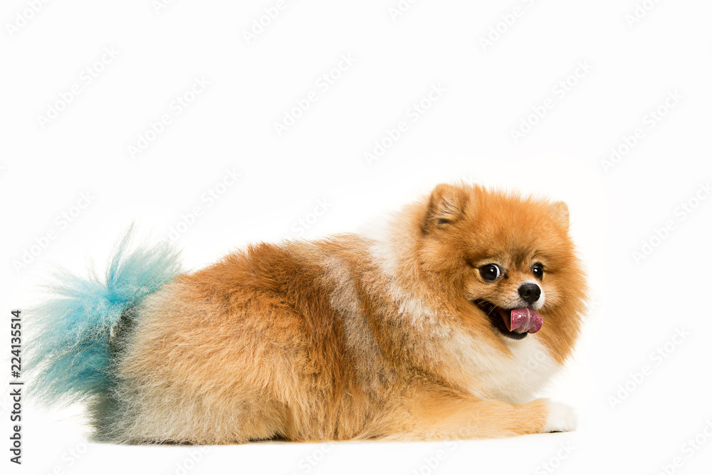 The cute Little young pomeranian cob isolated over white studio background The cute Little young pomeranian cob isolated over white studio background