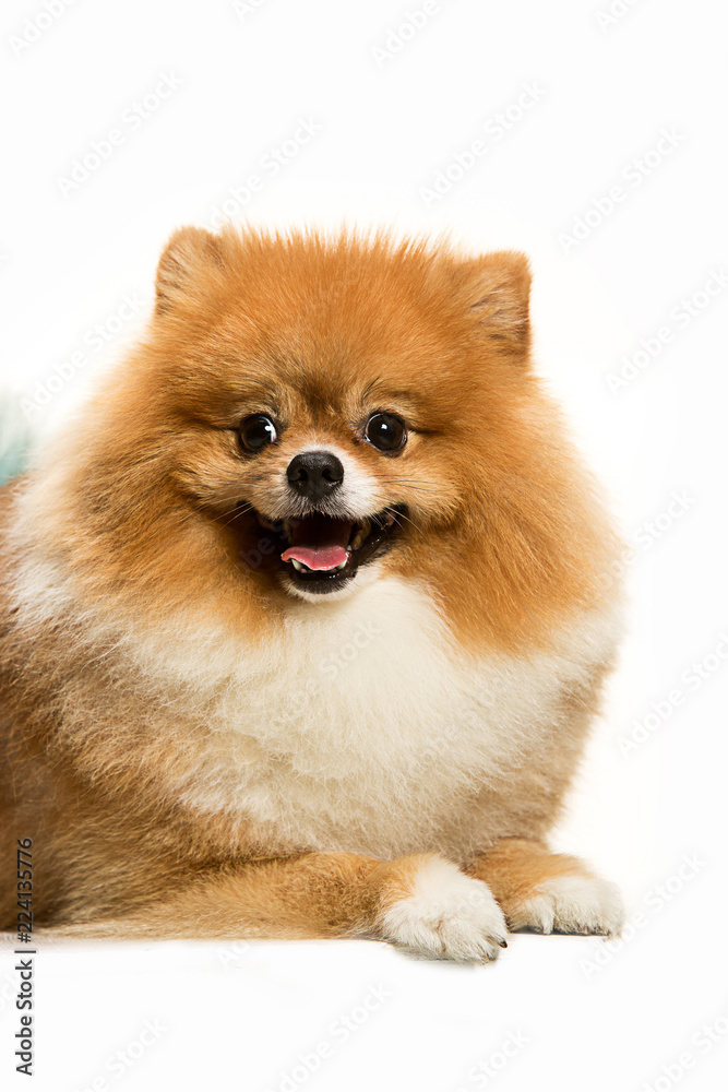 The cute Little young pomeranian cob isolated over white studio background The cute Little young pomeranian cob isolated over white studio background