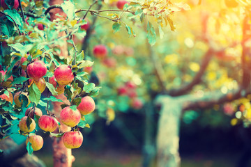 Fototapete Bäume Rote reife Äpfel im Obstgarten  © vvvita