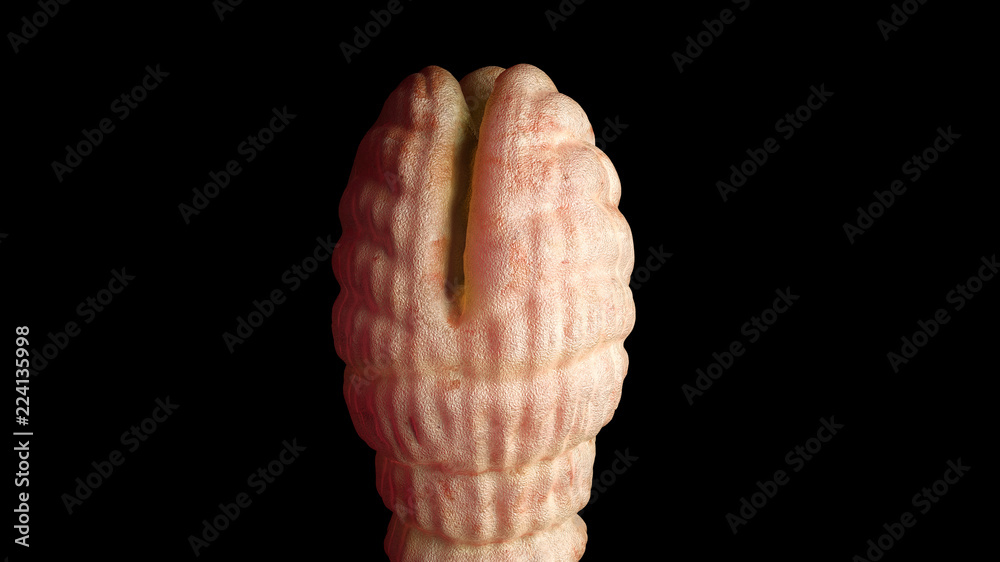 Fish Tapeworm Detailed diphyllobothrium latum under the microscope