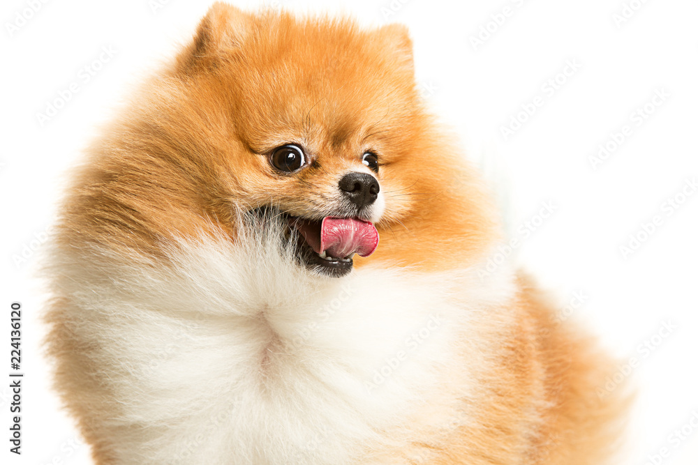 Obraz premium The cute Little young pomeranian cob isolated over white studio background