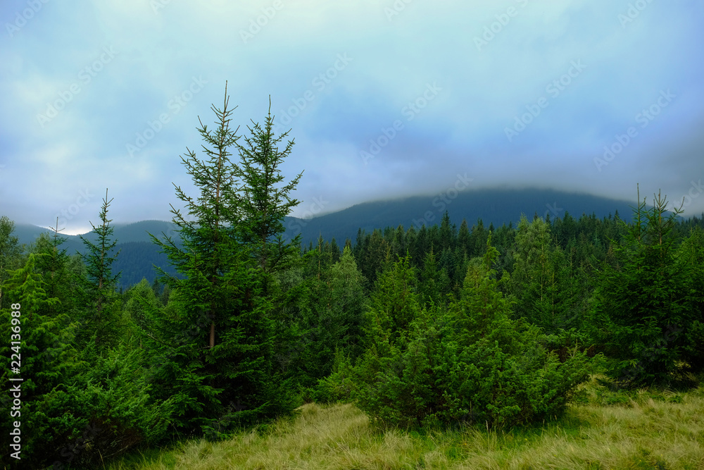 Foggy summer morning in the mountains. Carpathian, Ukraine, Europe. Beauty world.