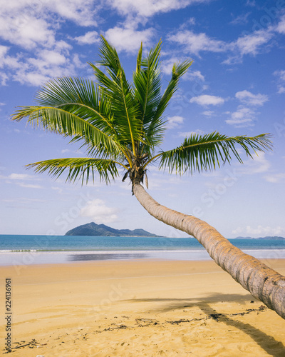Fototapeta Naklejka Na Ścianę i Meble -  Palm tree on Mission Beach, Queensland, Australia