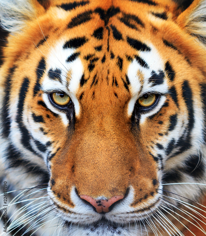Naklejka premium Piękny portret z bliska tygrysa syberyjskiego (Panthera tigris tigris), zwany także tygrysem amurskim