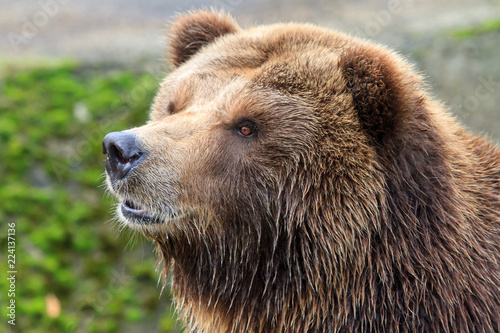 Wallpaper Mural Beautiful close up portrait of the mainland grizzly bear (Ursus arctos horribilis) Torontodigital.ca