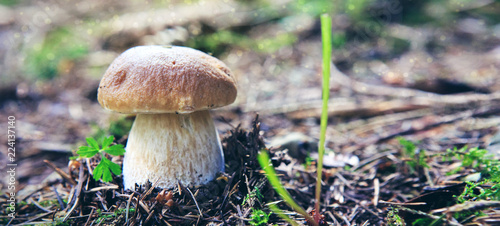 Porcini mushroom in the autumn forest. Nature background.