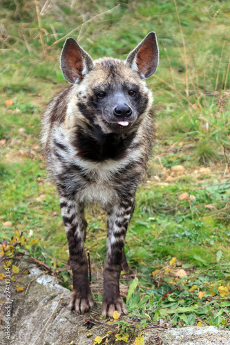 Beautiful front view portrait of the striped hyena (Hyaena hyaena)