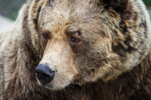 Beautiful close up portrait of the Eurasian brown bear (Ursus arctos arctos), one of the most common subspecies of the brown bear © dennisvdwater