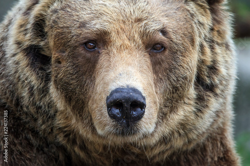 Beautiful close up portrait of the Eurasian brown bear (Ursus arctos arctos), one of the most common subspecies of the brown bear
