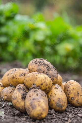 Fresh potatoes which are free lying on the soil.