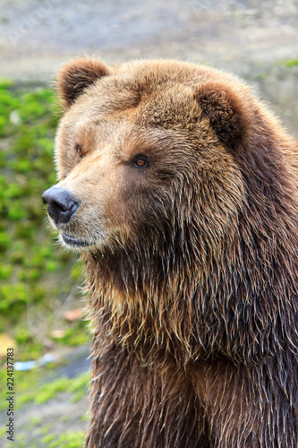 Beautiful close up portrait of the mainland grizzly bear (Ursus arctos horribilis)