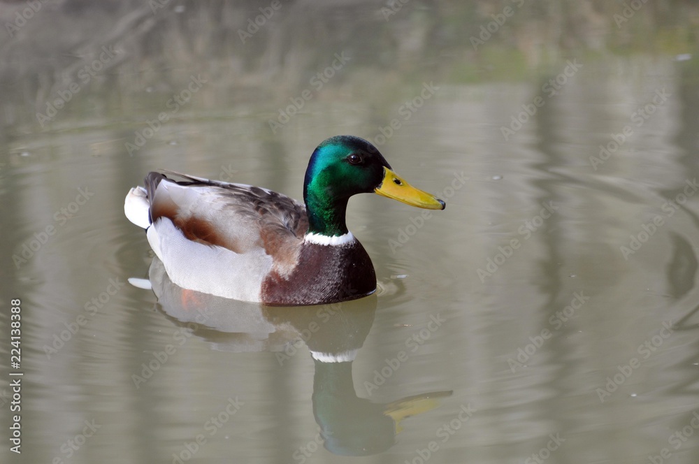 Obraz premium Stockente