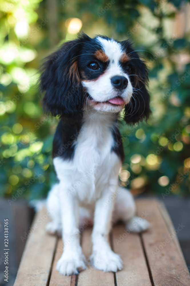Puppy Cavalier King Charles Spaniel sits