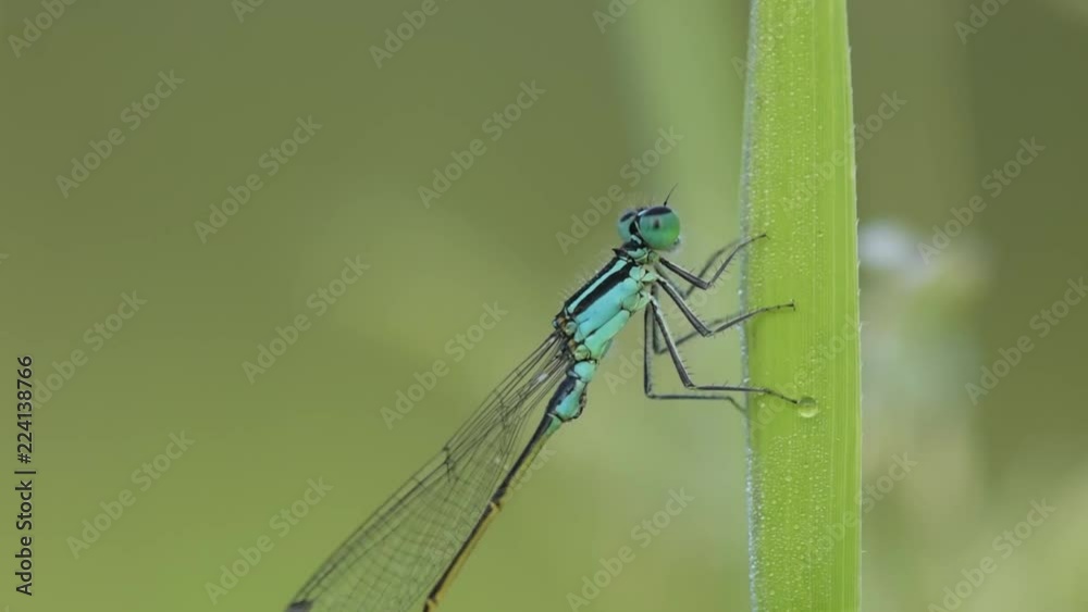 dragonfly sits on grass with morning dew, soft focus, close up dragonfly sits on grass with morning dew, soft focus, close up