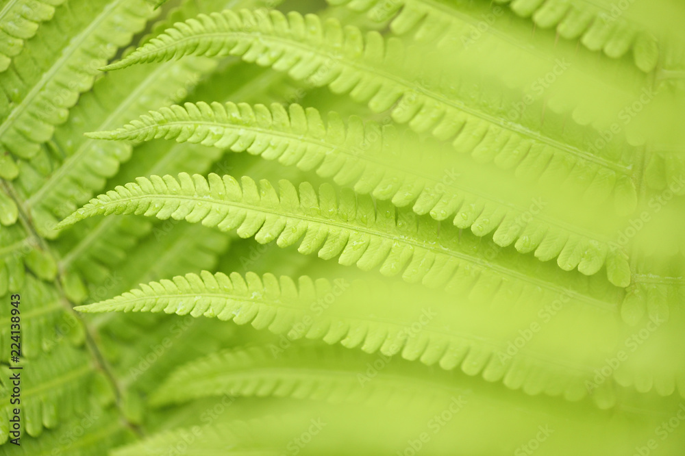 Ferns detail Ferns detail