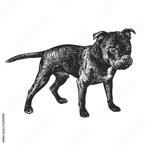 Staffordshire Bull Terrier dog. Cute puppy. Black and white hand drawing