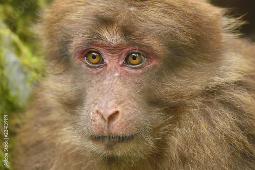 Juevenile Tibetan macaque