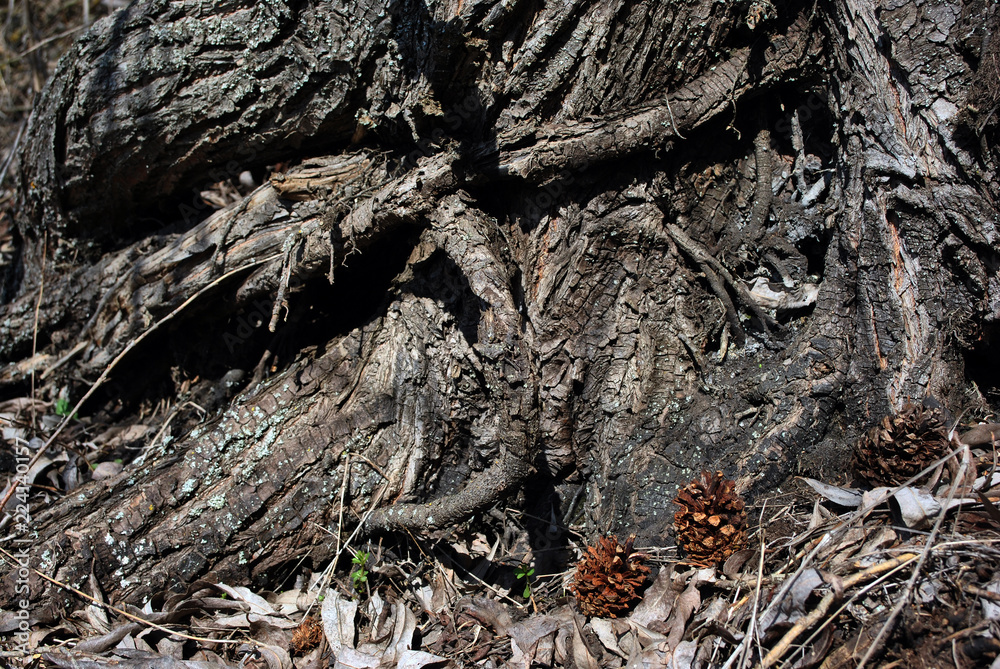 Pine cones, rotten leaves and tree roots textre background Pine cones, rotten leaves and tree roots textre background