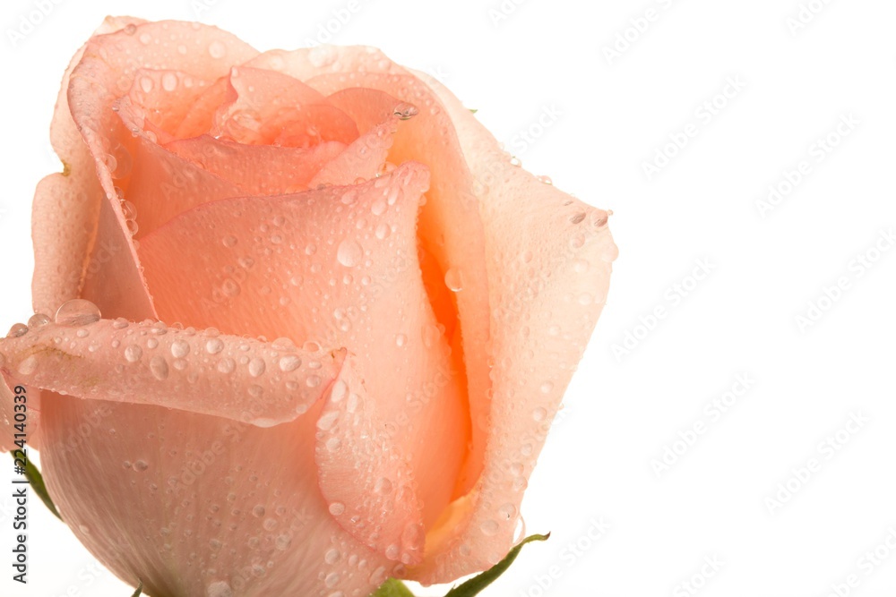 Fototapeta premium Pink Rose with Water Drops