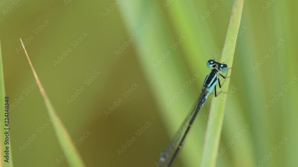 dragonfly sits on grass with morning dew, soft focus, close up dragonfly sits on grass with morning dew, soft focus, close up