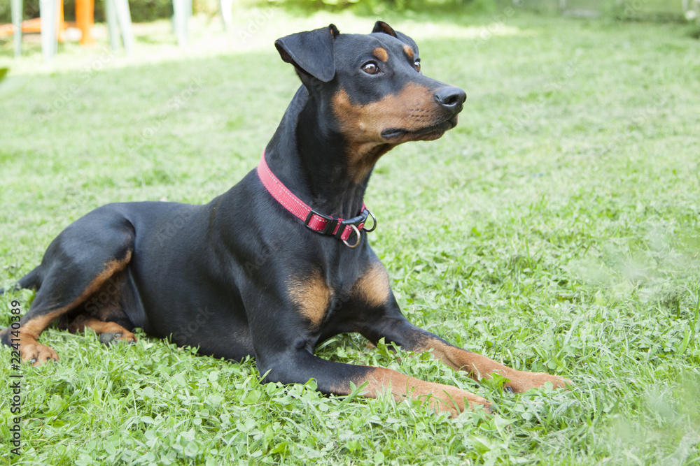 lonely sad German Pinscher lying on the lawn in the backyard of a country house