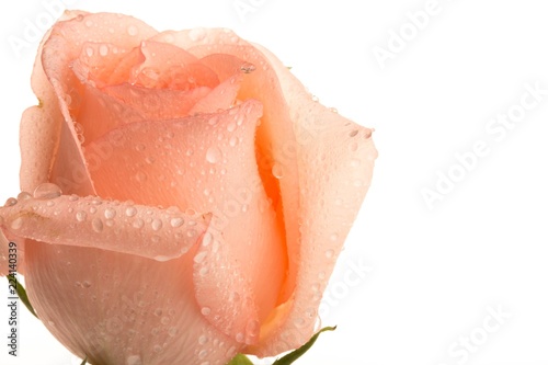 Pink Rose with Water Drops