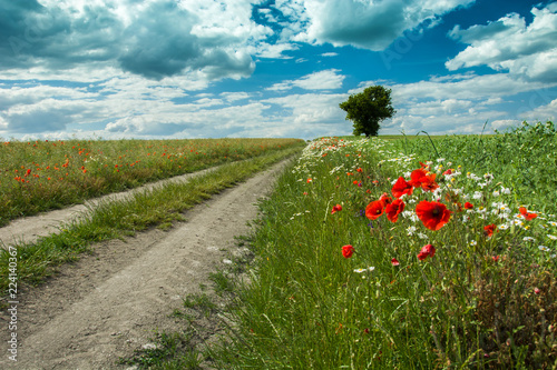 Photography Colorful flowers along a dirt road, lonely tree and clouds in the sky