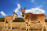 cane antelope