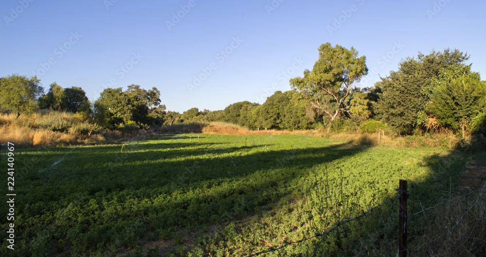 Vista de un campo sembrado de alfalfa / View of a field sown with alfalfa Vista de un campo sembrado de alfalfa / View of a field sown with alfalfa