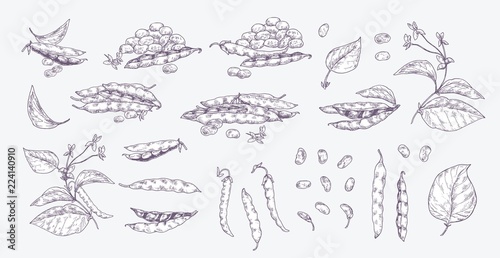Collection of elegant realistic drawings of black beans, pods, plant with leaves and flowers isolated on light background. Hand drawn monochrome vector illustration in vintage engraving style. © Good Studio