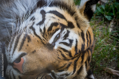 Gros plan du tigre de Sumatra