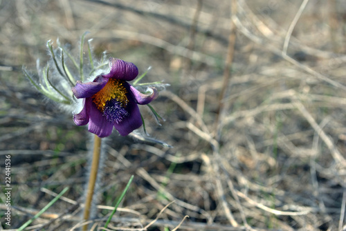 Pulsatilla flower (prairie crocus or Easter flower) blooming, soft gray grass background photo