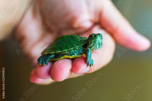 care for Pets. Aquatic trachemys