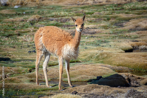 Konstfotografi Close up of a vicuna near Las Cuevas, Chile, South America