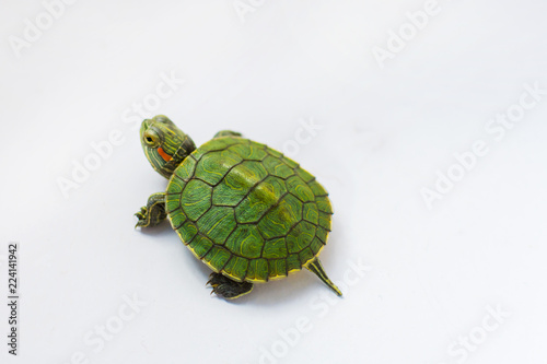 little half-sea turtle