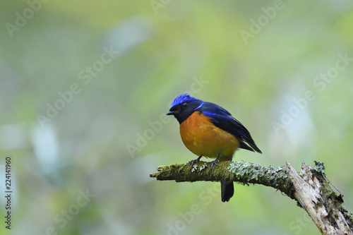 Rufous bellied Niltava bird photo