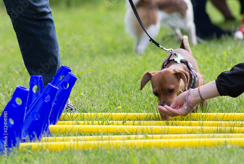 cane con padrone al parco, italia photo