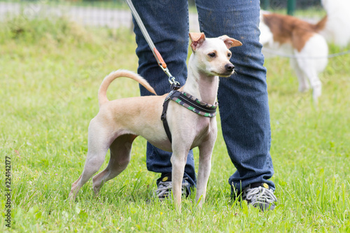 cane con padrone al parco, italia photo