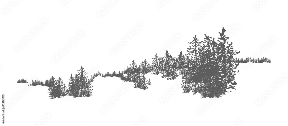 Wild coniferous forest landscape with hand drawn spruce, pine or fir trees growing on hills. Woodland panorama. Elegant monochrome decorative element isolated on white background. Vector illustration. - obrazy, fototapety, plakaty 